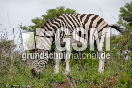 Zebra (23 von 28).jpg